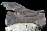 Diplodocus Vertebrae In Sandstone - Killer Specimen #77936-3